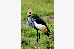Grue Royale, Masai Mara Kenya