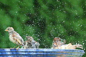 Sommerzeit ist Badezeit