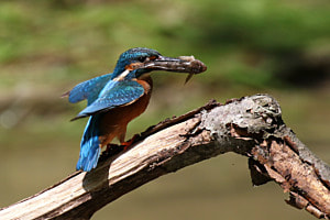Eisvogel mit Fisch. Eisvogel mit Fisch.