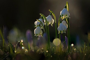 Frühling im Garten