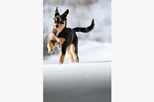 Miros first snow