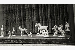 wild horses