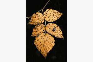 Autumn Leave 