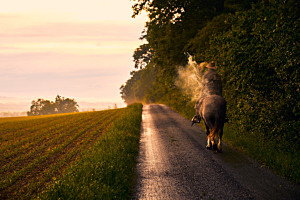 Cowboy reitet in den Sonnenuntergang