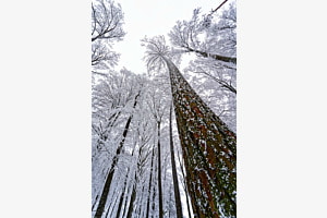 Winterwald