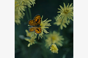 Schmetterling