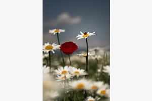 Sommer memories