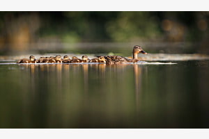 Happy Family