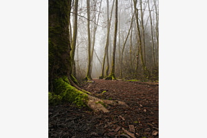 Mystischer Wald