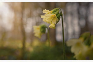 Schlüsselblumen