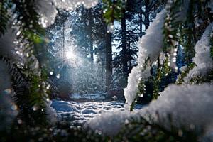 Winterwald
