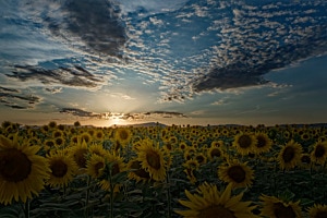 Sonnenblumenfeld