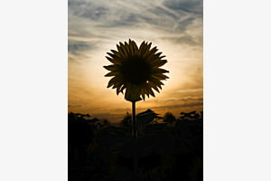 Sonnenblume