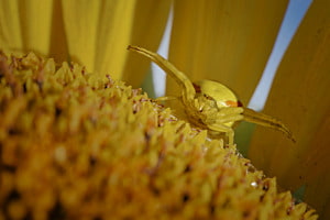Krabbenspinne
