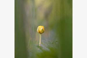 Versteckt im Gras