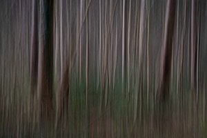 Abstrakter Wald