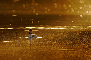 Golden hour