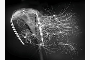 Samen