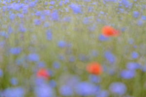Blumenwiese