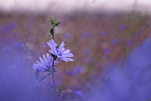 Kornblume