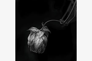 Wilder Hopfen