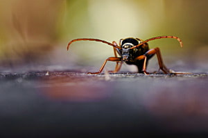 Wespenbock