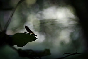 Das Fenster im Wald Das Fenster im Wald