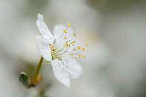 Erste Blüte