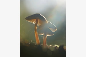 Pilze