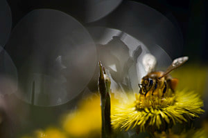 Bokeh Biene Bokeh Biene