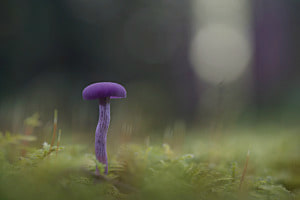 Die Pilze spriessen