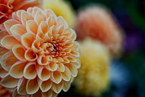 Bunt