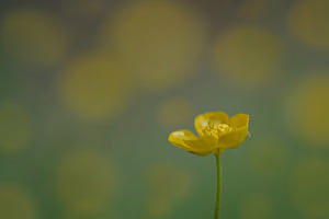 Hahnenfuss Hahnenfuss