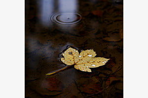 Das Blatt