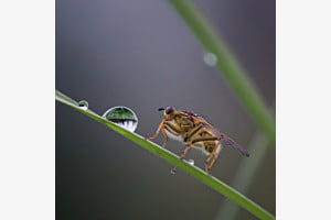 Fliege
