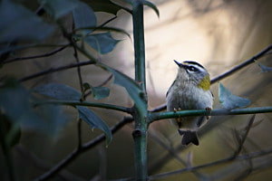 Sommergoldhähnchen Sommergoldhähnchen