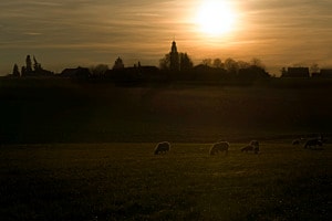 Abendstimmung auf der Weide