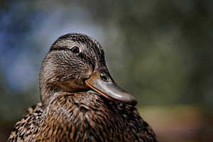 Enten Model