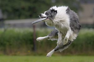 hundefrisbee 02
