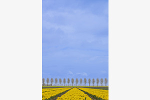 blumenfeld in Holland 01