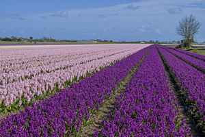 blumenfeld in Holland 02
