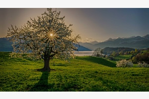 Apfelbaumblüten