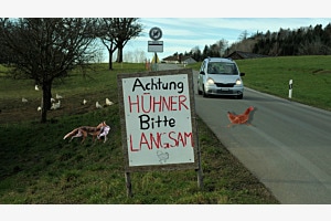 Achtung Hüner bitte langsam