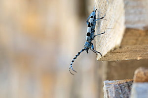Alpenbockkäfer
