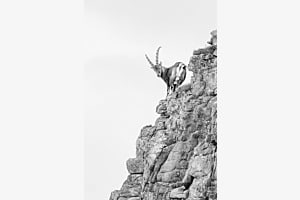 Alpensteinbock