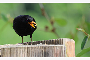 Kernenpicker Amsel