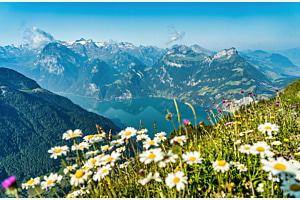 Gänseblümchen mit Blick auf den Vierwaldstädtersee