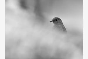 Im Nebel