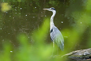 Aufmerksam