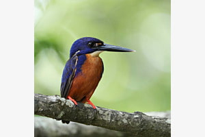 Azur Eisvogel Azur Eisvogel